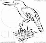 Kingfisher Coloring Outline Bird Clipart Illustration Perched Royalty Rf Perera Lal Pages Getcolorings sketch template