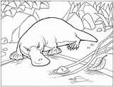 Platypus Coloring Pages Realistic Detailed High Colouring Coloringpagesfortoddlers Children Cartoon Top sketch template