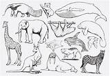 Animali sketch template