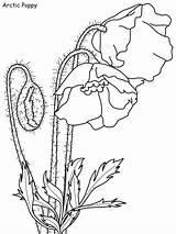 Tundra Arctic Habitat Poppy sketch template