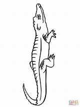 Crocodile Coloring Pages Printable Clipart Supercoloring Clipartmag Drawing Categories sketch template
