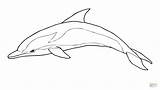Dolphins Dolphin Bottlenose sketch template