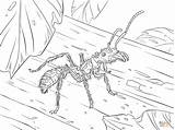 Ant Bullet Coloring Pages Wood Red Drawing 1199 48kb Ants sketch template