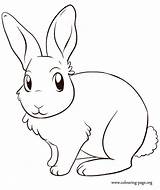 Bunny Coloring Cute Pages Print sketch template