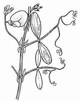 Lathyrus Plantnet Genus sketch template