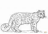 Coloring Leopard Snow Pages Drawing Printable sketch template