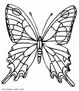 Schmetterling Ausmalbilder Papillon Clipart Schmetterlinge 1021 Bestof Pinclipart Cool2bkids Verwandt Kinderbilder Malvorlagen Wings Mariposas sketch template