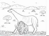 Comparison Mammals Indricotherium Mammoth Robin Coloring Pages Great Wooly Size sketch template