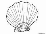 Clam Seashell Urchin Pintable Coloringbay Albatross sketch template