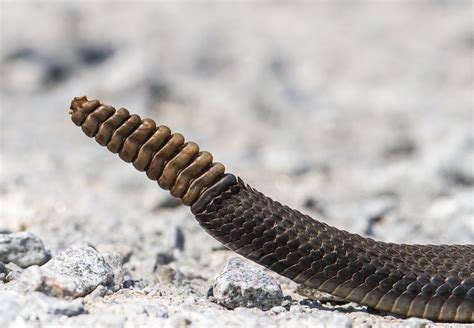 rattlesnake rattle roads  naturalist snake tail snake venom