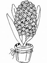 Coloring Hyacinth sketch template