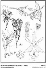 Andean Epidendrum Santiago Subgroup Hágsater 2004 Group sketch template
