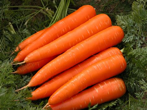 carrot exports  western australia agriculture  food