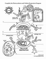 Photosynthesis Respiration Cellular Labeling Ngss sketch template