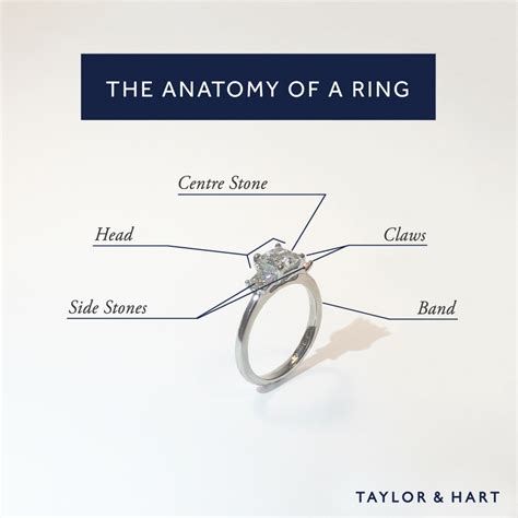 anatomy   ring taylor harts blog