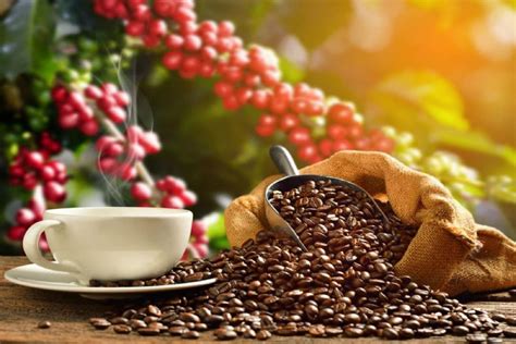peru es primer productor  exportador mundial de cafe organico junto  etiopia tu diario huanuco