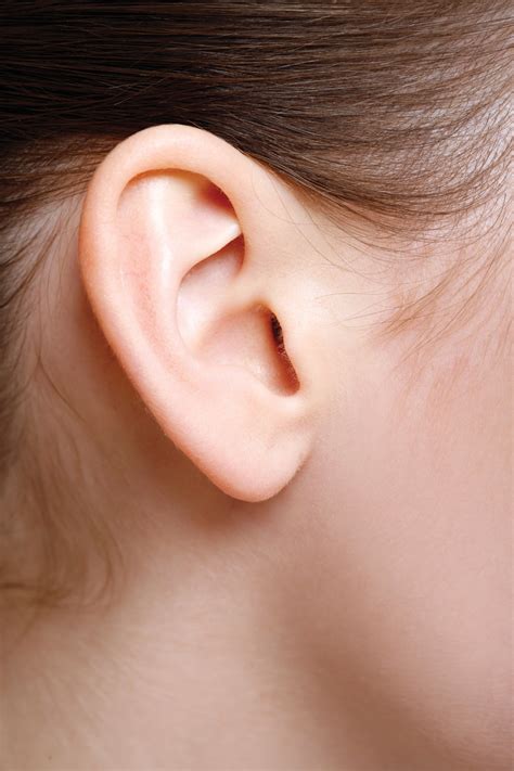 ear vestibulocochlear system