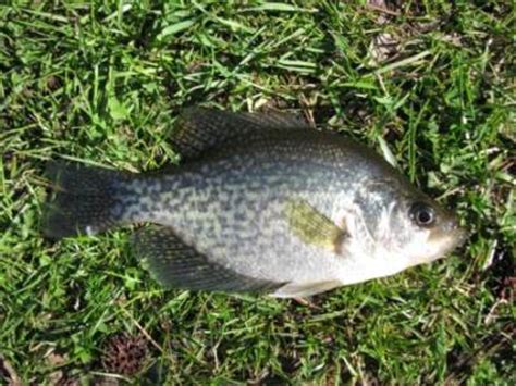 black crappie freshwater fishing news