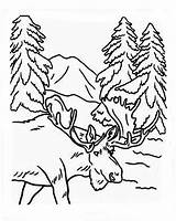 Moose Coloring Forest Entering sketch template