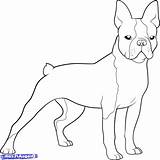 Boston Terrier Coloring Petsidi sketch template