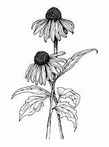 Coneflower Cone Sketch Blumen Skizzen Coloring Vertical Echinacea sketch template