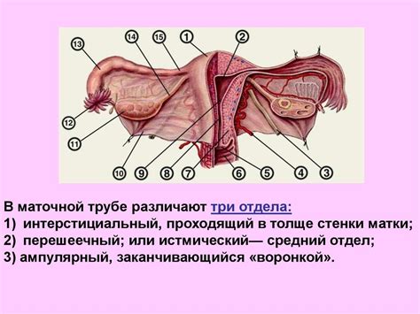 Анатомия и физиология женских половых органов презентация онлайн
