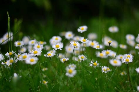 daisy flower meaning  symbolism morflora