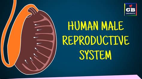 human male reproductive system class 10 sexual reproduction