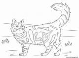 Coon Maine Cat Coloring Pages Printable Cats Template Supercoloring Color Shape Colouring Animal Main Templates Dog Print Do Drawing Drawings sketch template