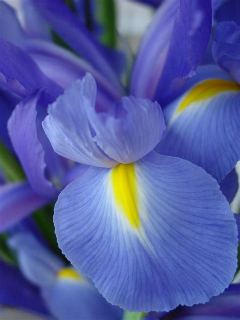 blue iris  photo  freeimages