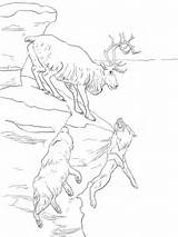 Caribou Coloring Designlooter Peary Printable Version sketch template