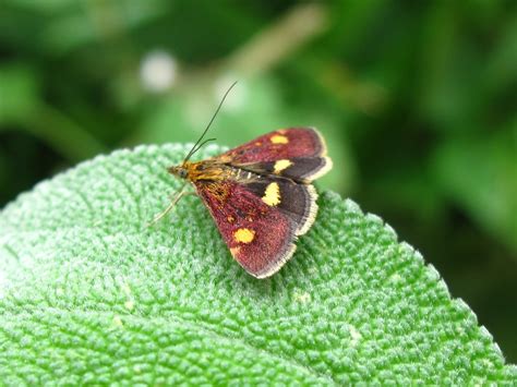 bugblog  day flying moths