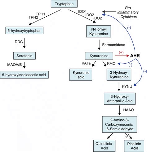 tryptophan metabolism pathway tryptophan  metabolized   main