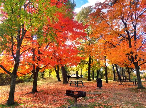 your guide to fall leaf peeping in alexandria va