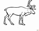 Rentier Ausmalbild Deer Reindeer Ausdrucken Supercoloring Babbo Rudolf Renna Renne Disegnare sketch template