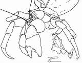 Crab Coconut Coloring Ghost sketch template
