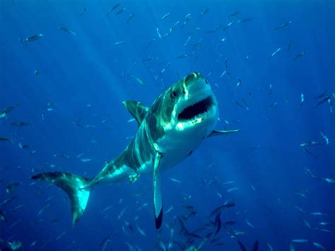 story  deep blue  biggest great white shark   world