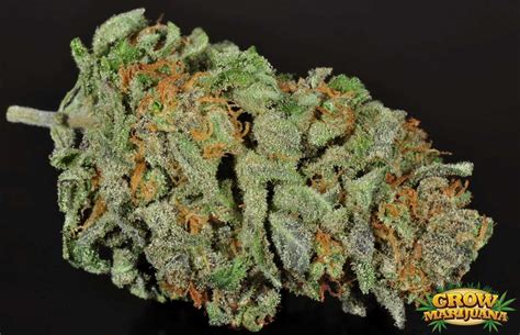 cataract kush seeds strain review grow marijuanacom