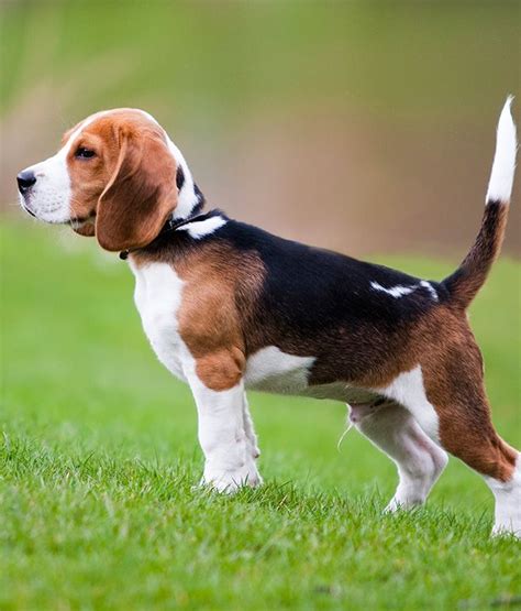 beagle   breed  hunting dog     popular human