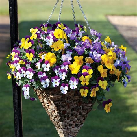 Best Plants For Hanging Baskets Ideas With Images