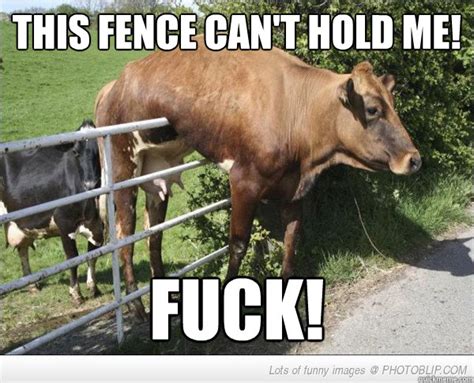 cow fence memes quickmeme