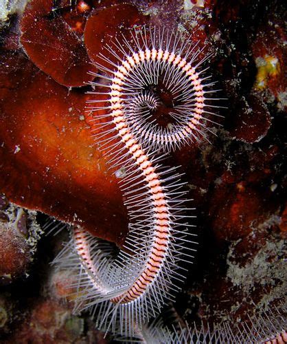 brittle star sea creatures ocean creatures life   sea