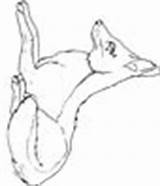 Jackal Coloring Pages Animals sketch template