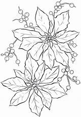 Poinsettia Coloring Pages Printable Kids Christmas Color Print Poinsettias Drawing Adults Pointsettia Outline Pointsetta Templates Colouring sketch template