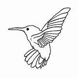 Hummingbird Bird Everfreecoloring Kidsplaycolor Hummingbirds Allens Magnificent sketch template