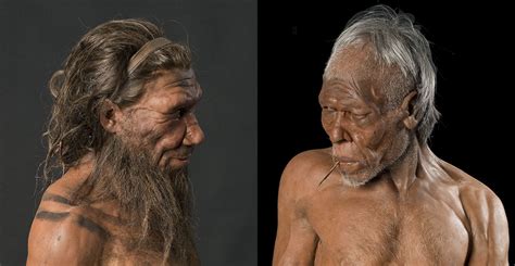 neanderthals   species   natural history museum