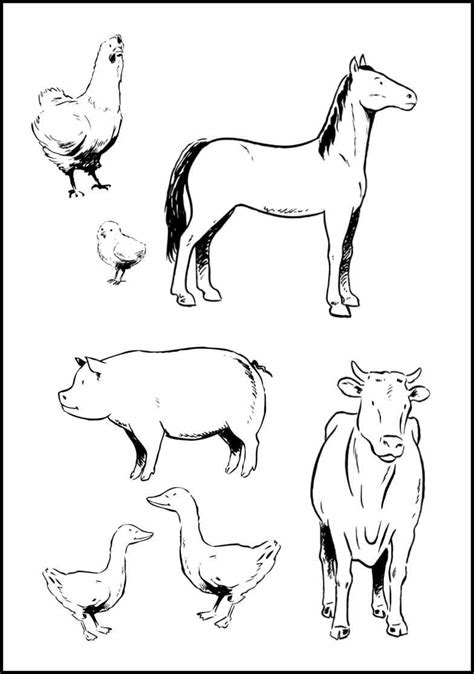 animals coloring sheet farm animals preschool farm animal coloring