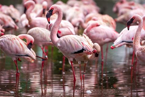flamingos  unique birds mystart
