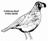 Quail Coloring California Drawing Drawings Pages Choose Board sketch template