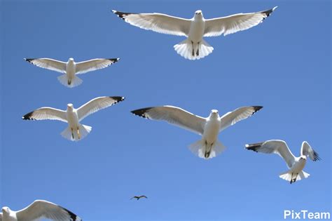 photo seagulls flying air animal beautiful
